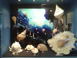 Deniz Kabukları Müzesi